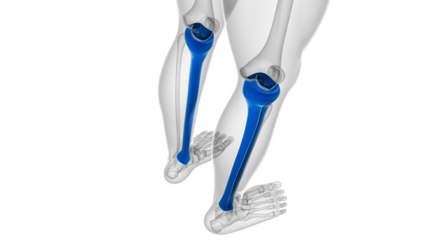 tibia