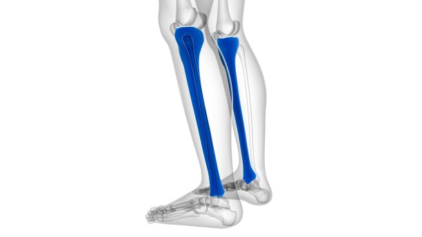 tibia