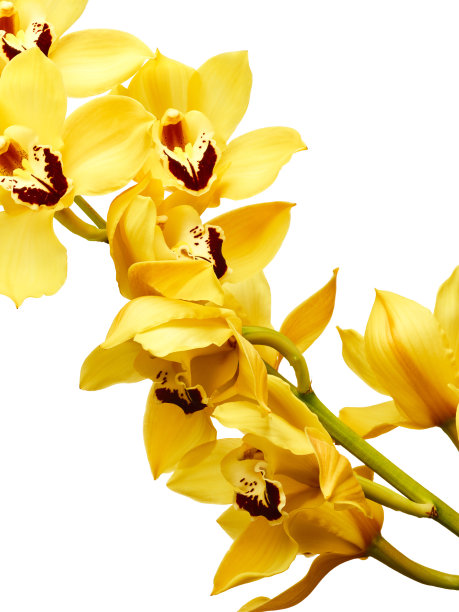 cymbidium