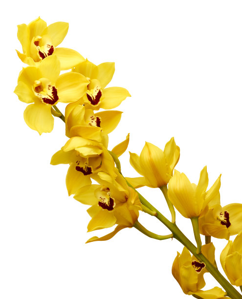 cymbidium
