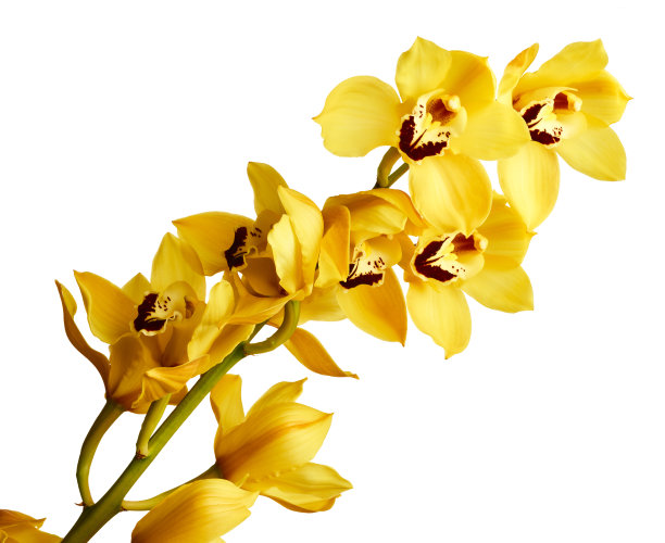 cymbidium
