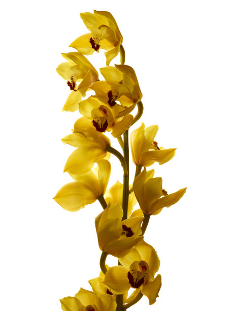 cymbidium