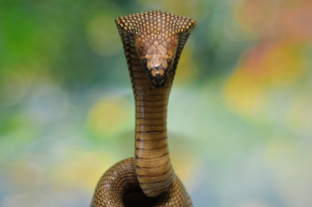 cobra