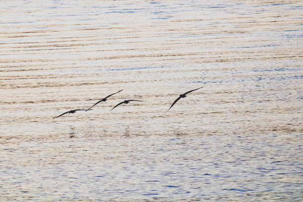 skimmer