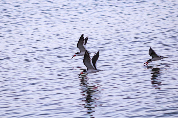 skimmer