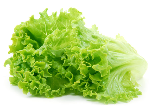 lactuca