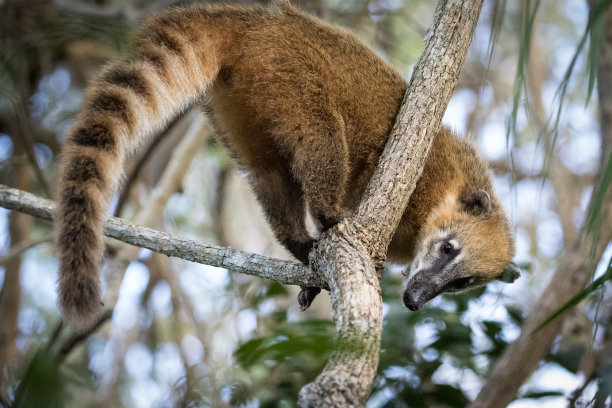coatimundi