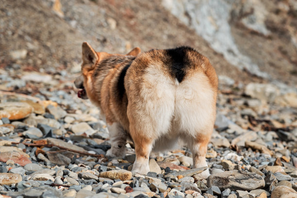 rear
