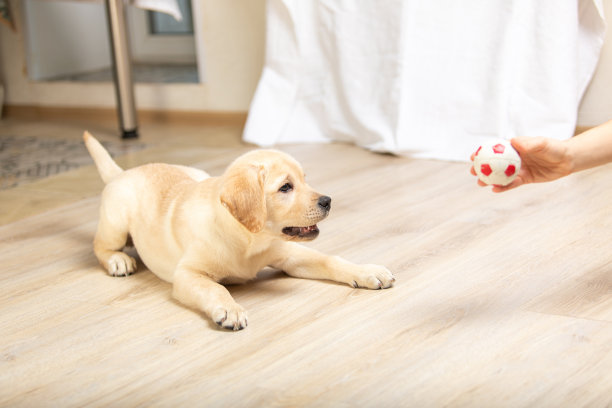 puppy