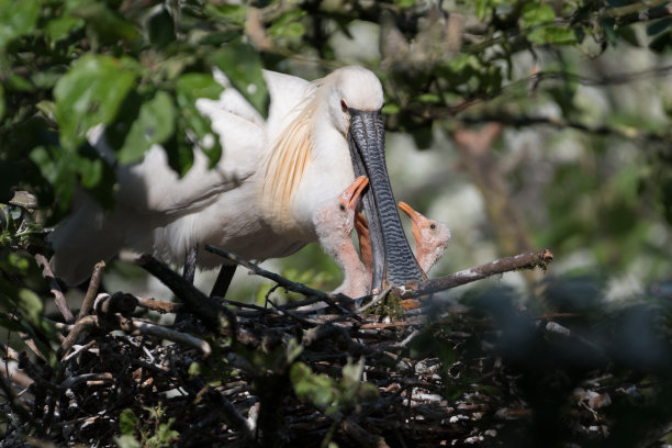 spoonbill