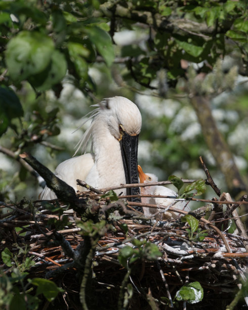 spoonbill