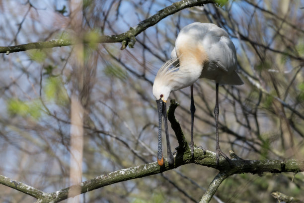 spoonbill