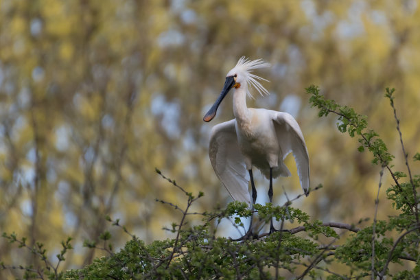 spoonbill