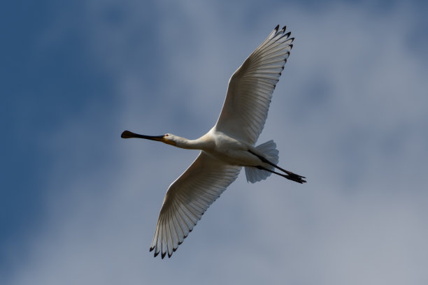 spoonbill