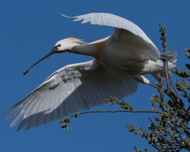 spoonbill