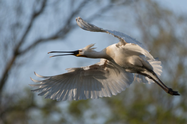 spoonbill
