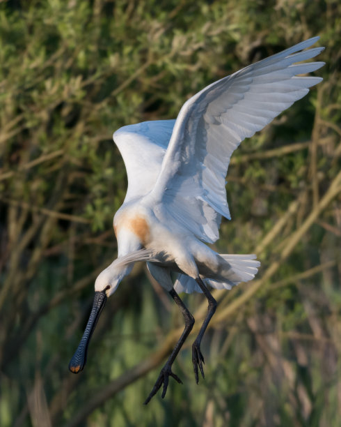 spoonbill