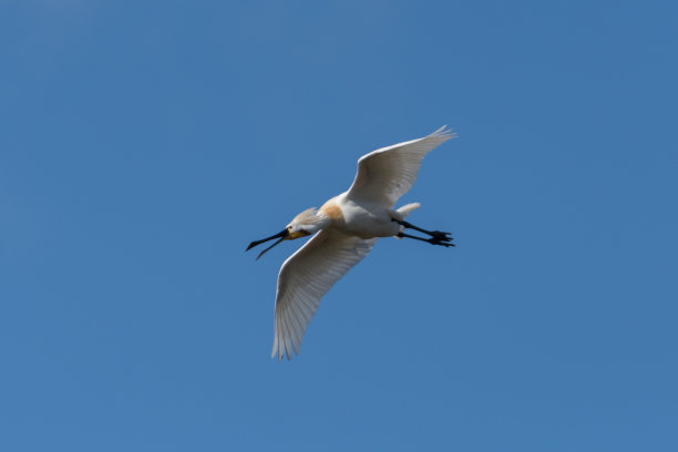 spoonbill