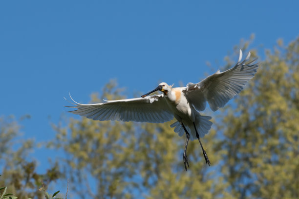 spoonbill
