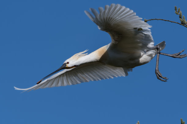 spoonbill