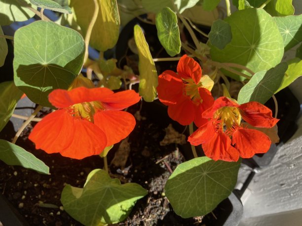 nasturtium