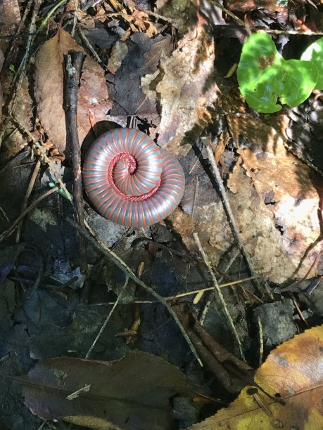 millipede