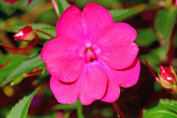 impatiens