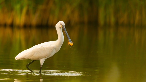 spoonbill