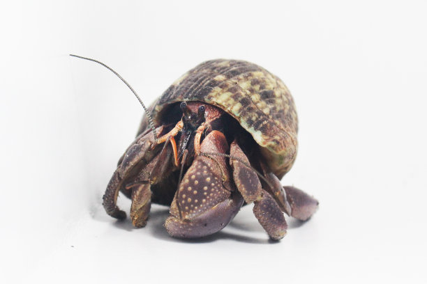 crustacean