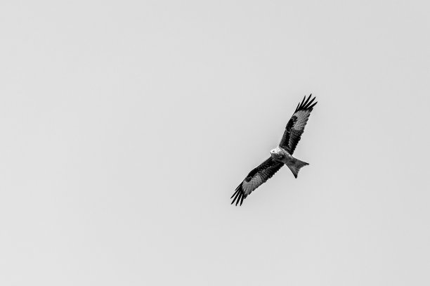 buzzard