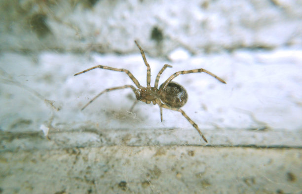 arachnid