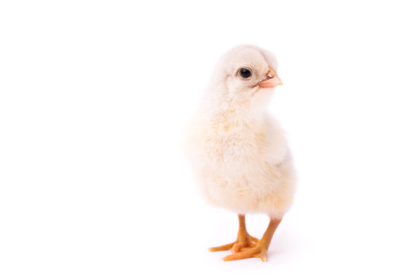 hen