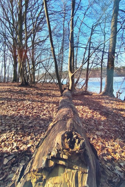 湖边倒下的树