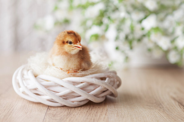 chick
