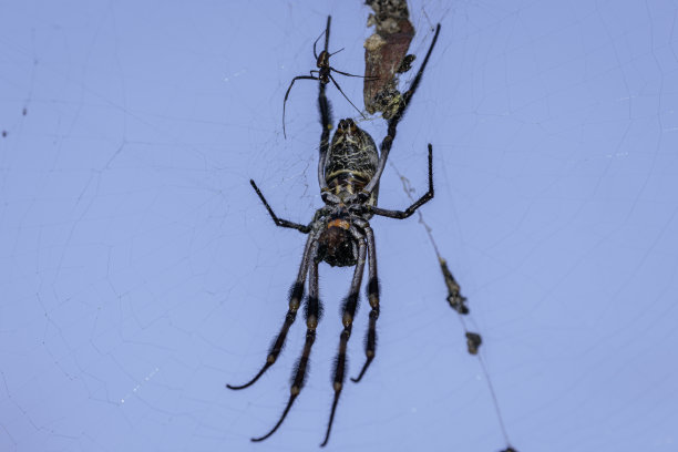 arachnid