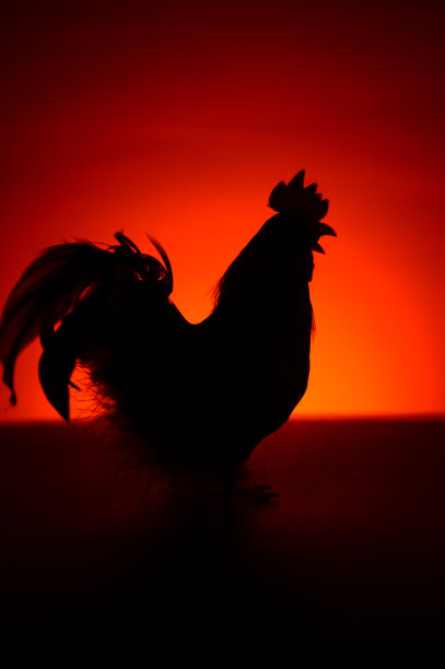 cock