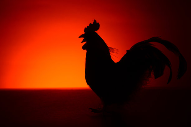 cock