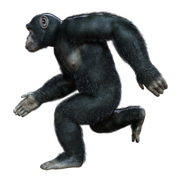 ape