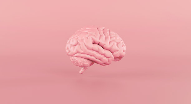 cerebrum