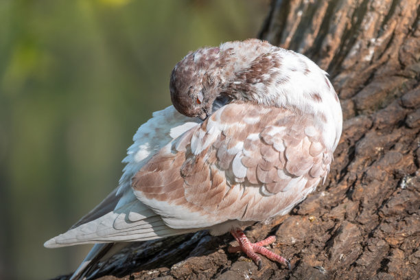 preen