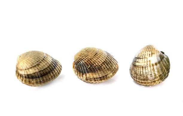 cockle