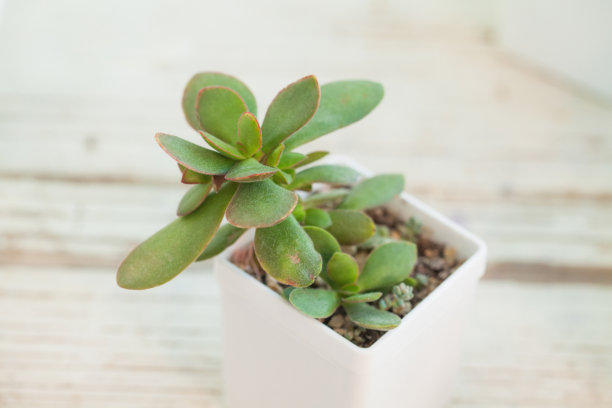 crassula