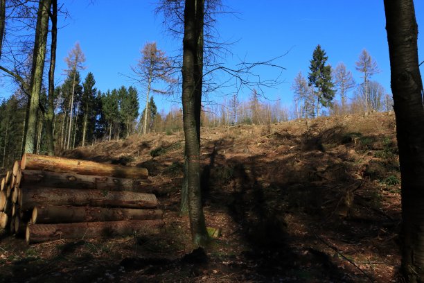clearing