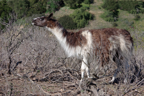 llama