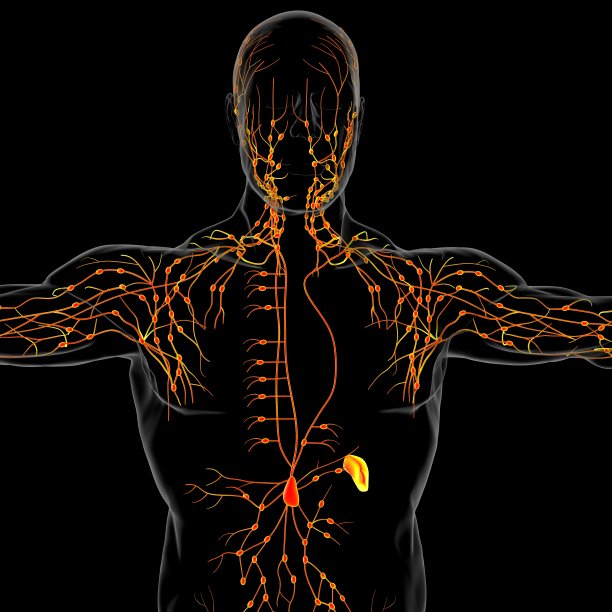 thymus