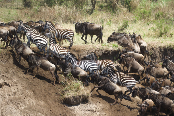 serengeti