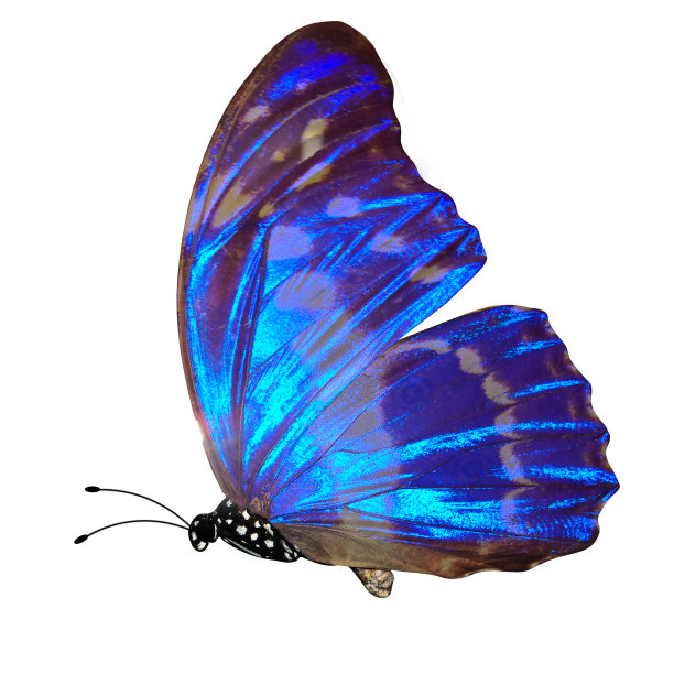 morpho
