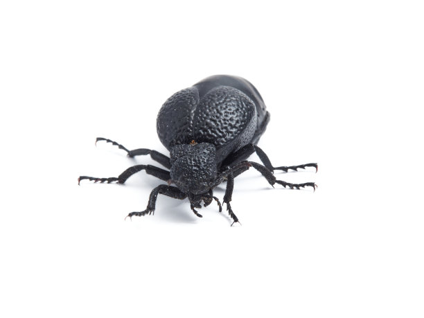 arthropod