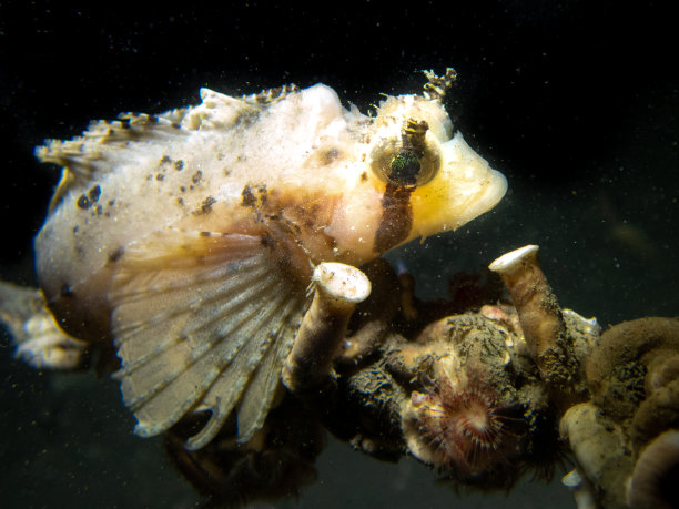 pterois