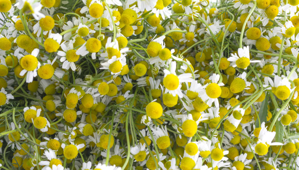 camomiles